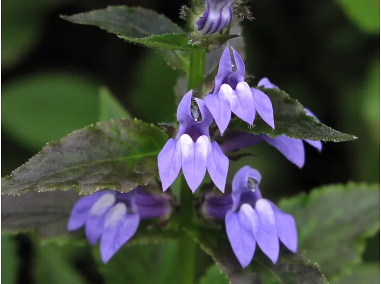 lobelia lilla