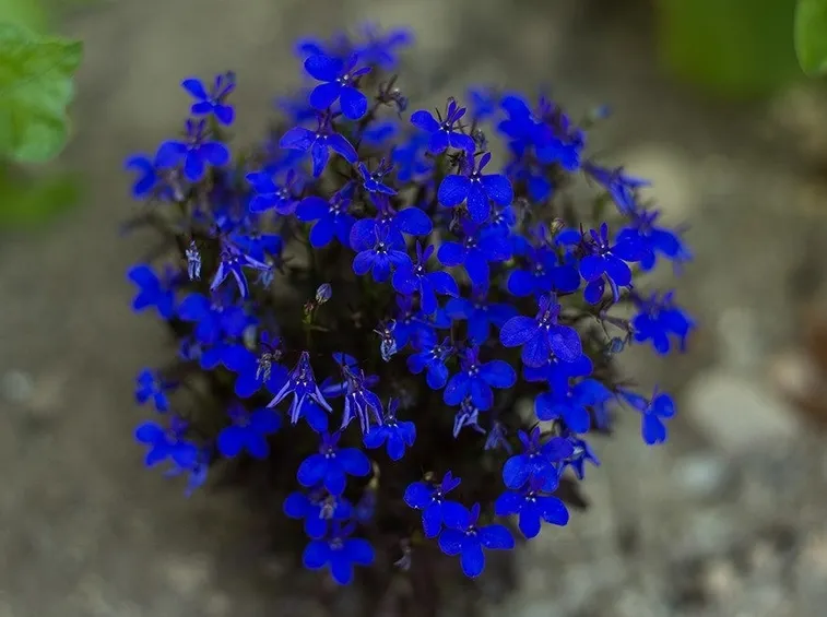 lobelia blu