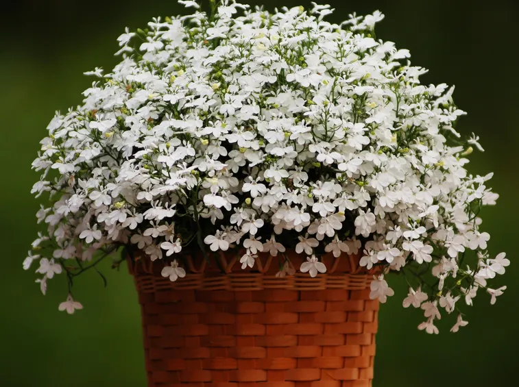 lobelia bianca