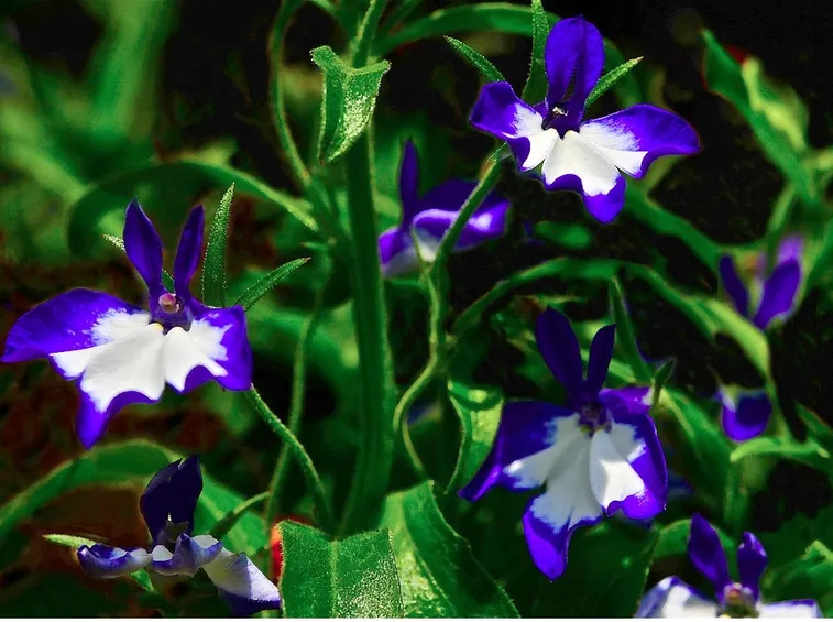 lobelia variegata