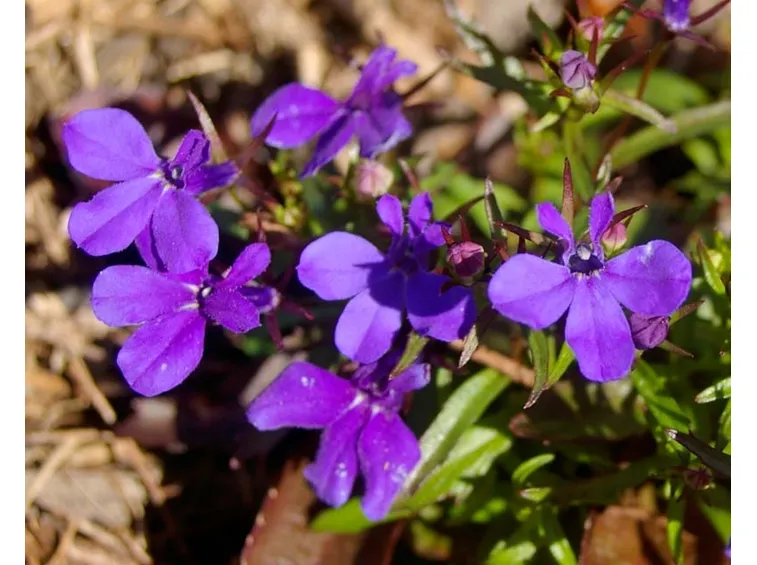 lobelia
