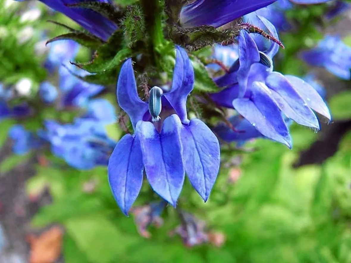 lobelia