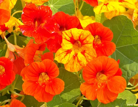 Fiori nasturzio