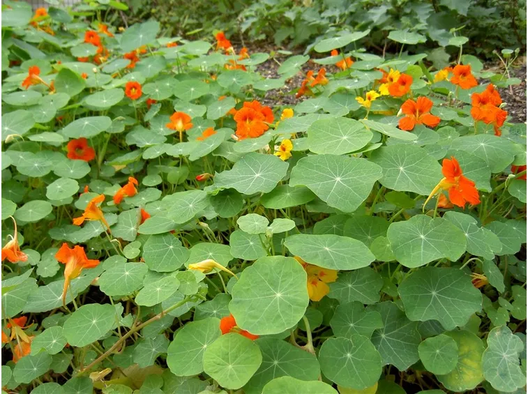 Nasturzio in giardino