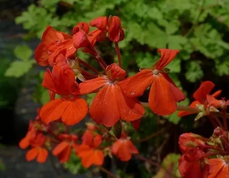 Pelargonium hortorum