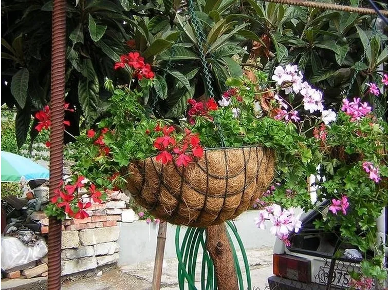 Composizione di pelargonium