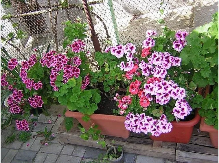 vasi di pelargonium domesticum