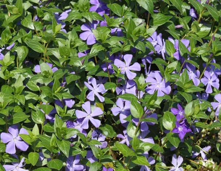 vinca major