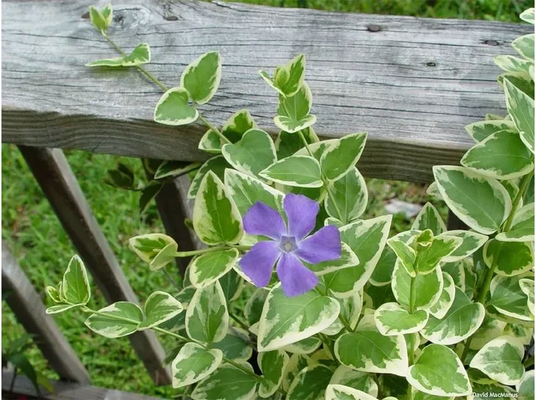 pervinca variegata