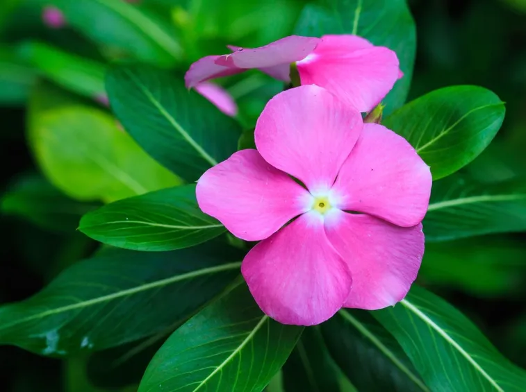 pervinca rosa
