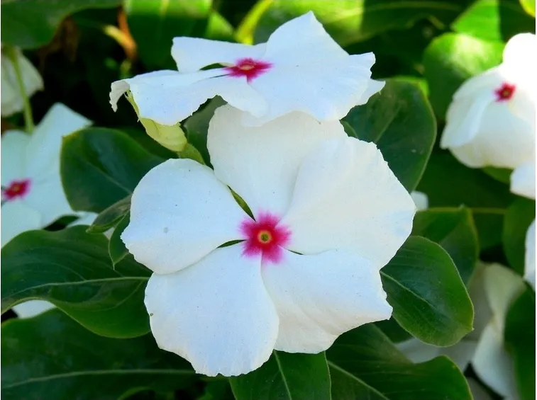 pervinca bianca