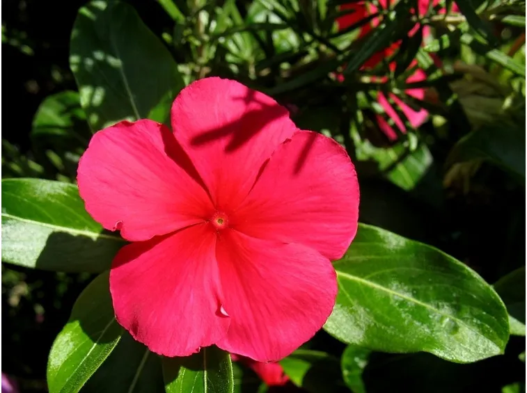 pervinca rossa