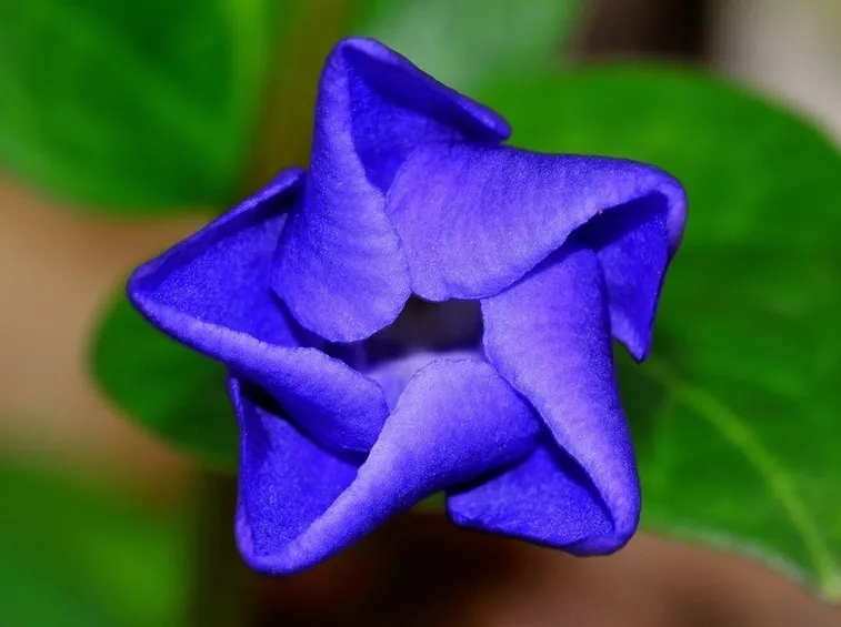 pervinca in fioritura