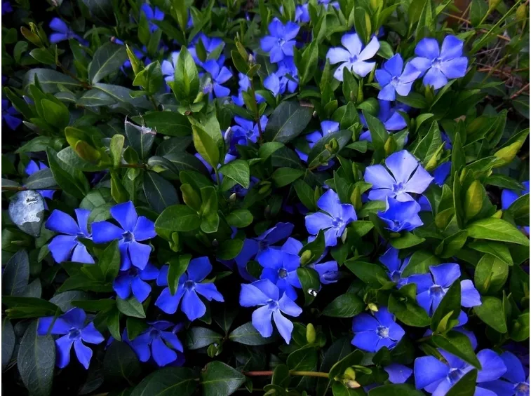 vinca blu
