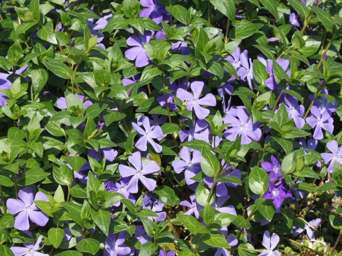 vinca major