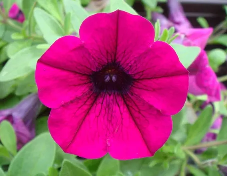 petunia