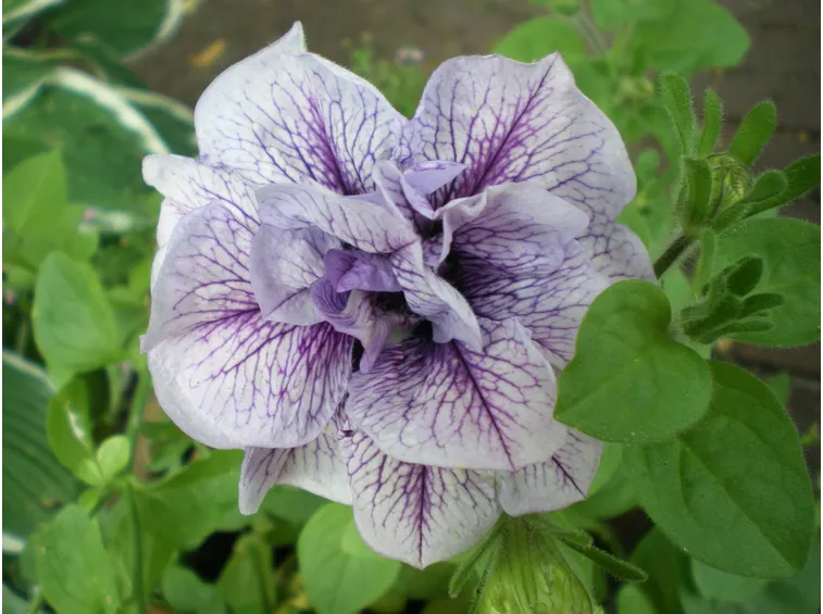 petunia fiore doppio