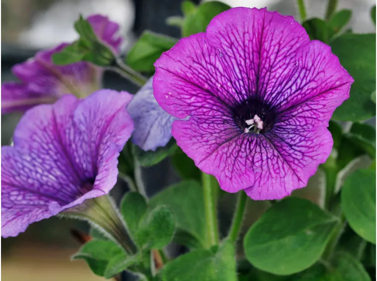 petunia violacea