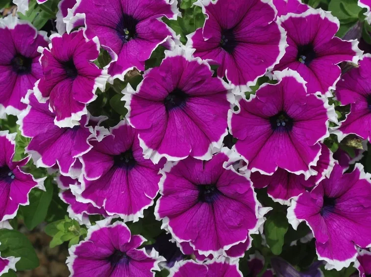 petunie bicolor