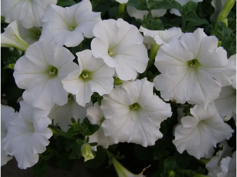 petunia bianca
