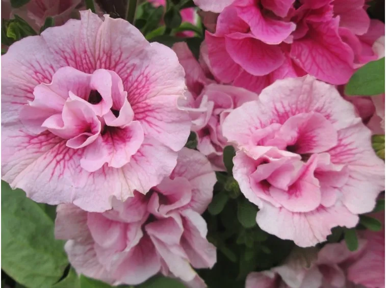 petunia fiore doppio rosa