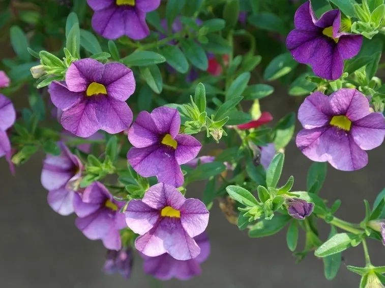 petunia million bells