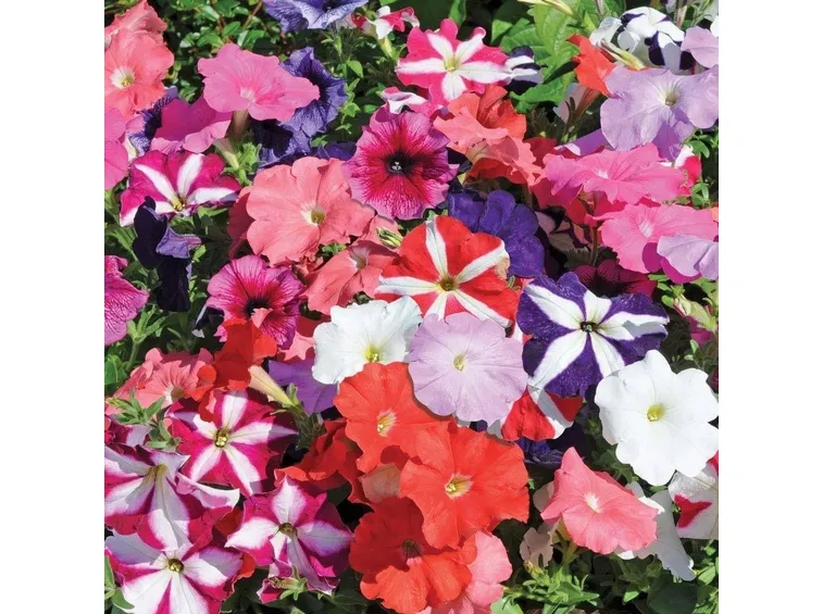 Fiori di Petunia