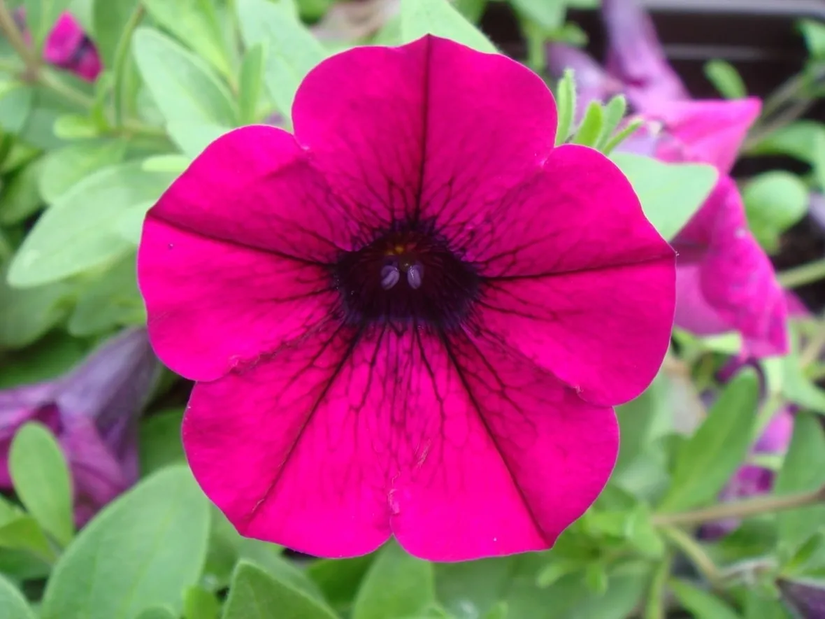 petunia