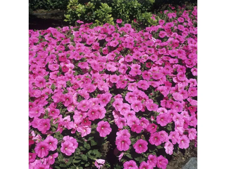 Coltivare petunia