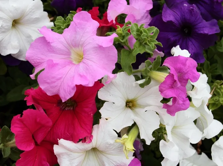 Petunia