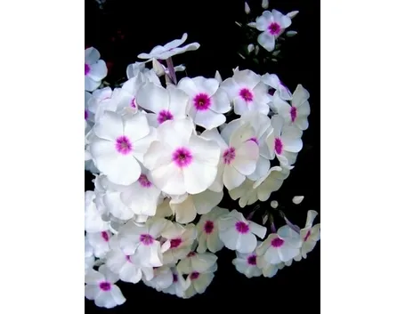 phlox omega