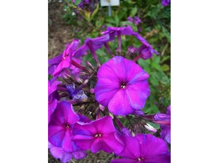 phlox paniculata duesterlohe