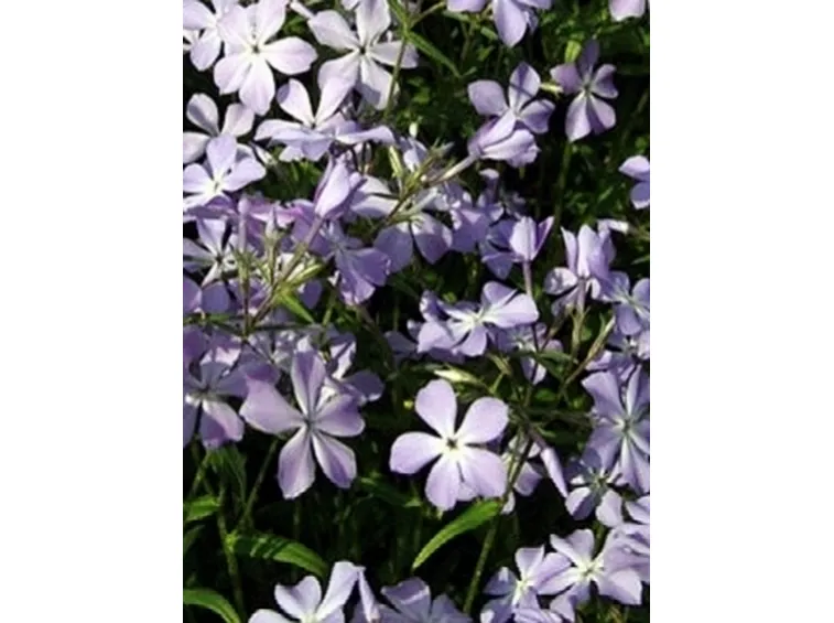 phlox div lam