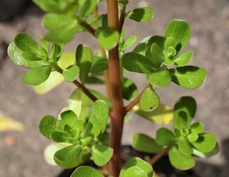 Pianta di Portulaca oleracea.
