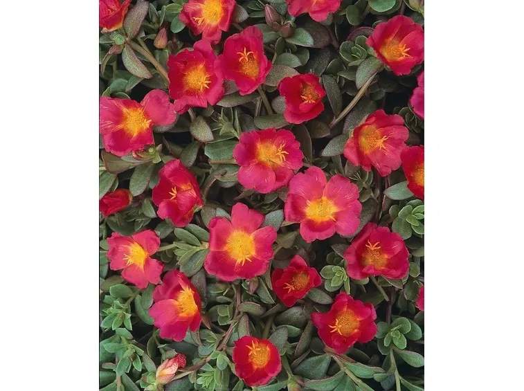Dettaglio semi della Portulaca oleracea.