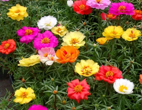 Pianta di portulaca perenne