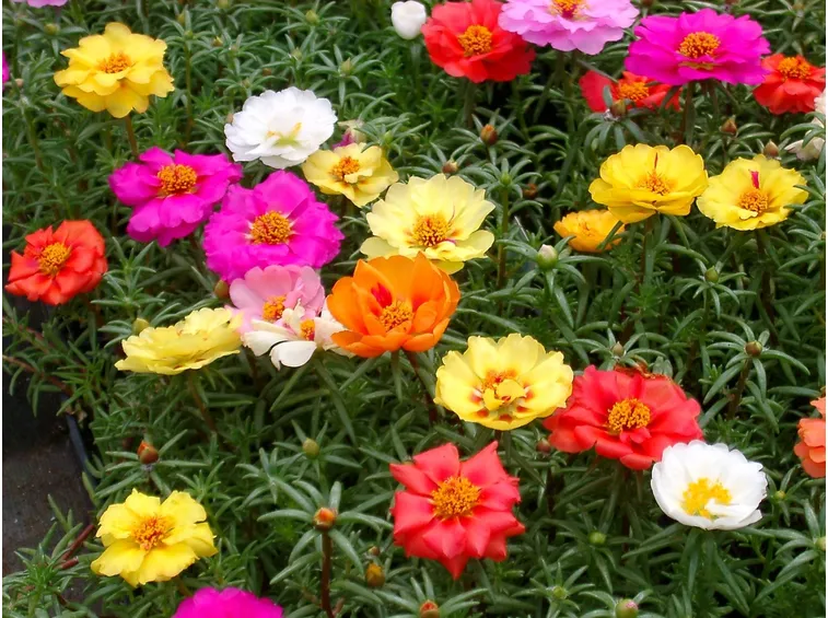 Pianta di portulaca perenne