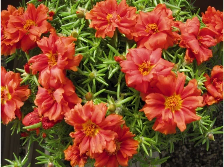 Varietà di portulaca perenne