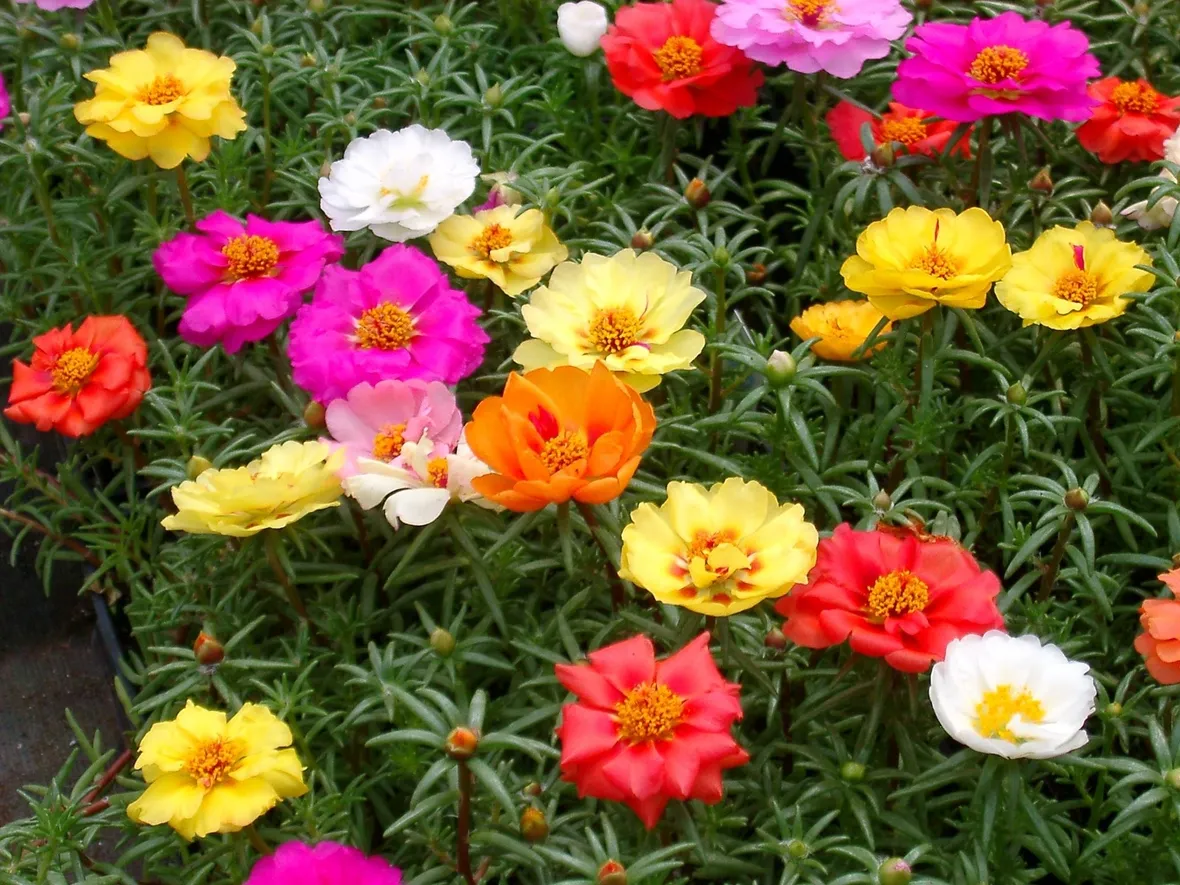 Pianta di portulaca perenne