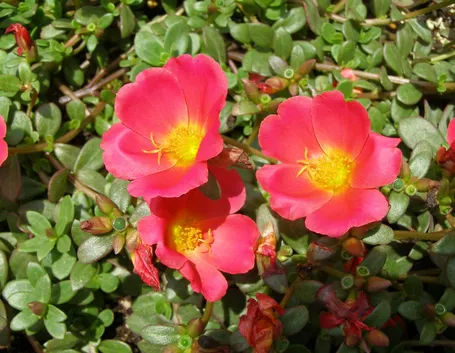 portulaca