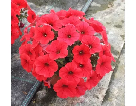 fiori potunia