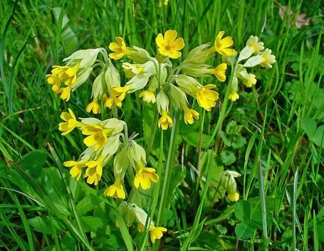Primula veris fiorita