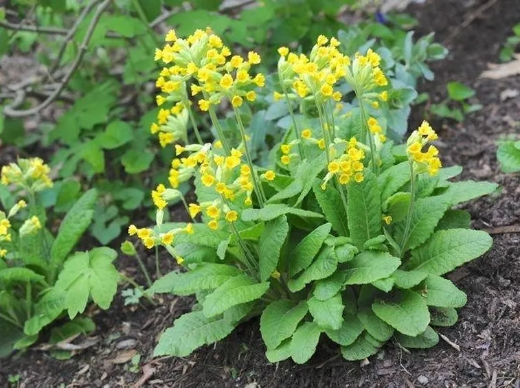 Piantina di primula veris
