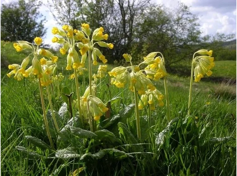 Primula veris fiorita