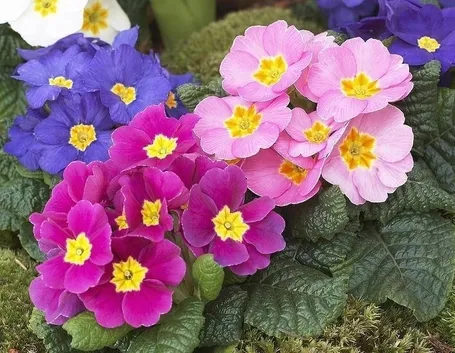 primula
