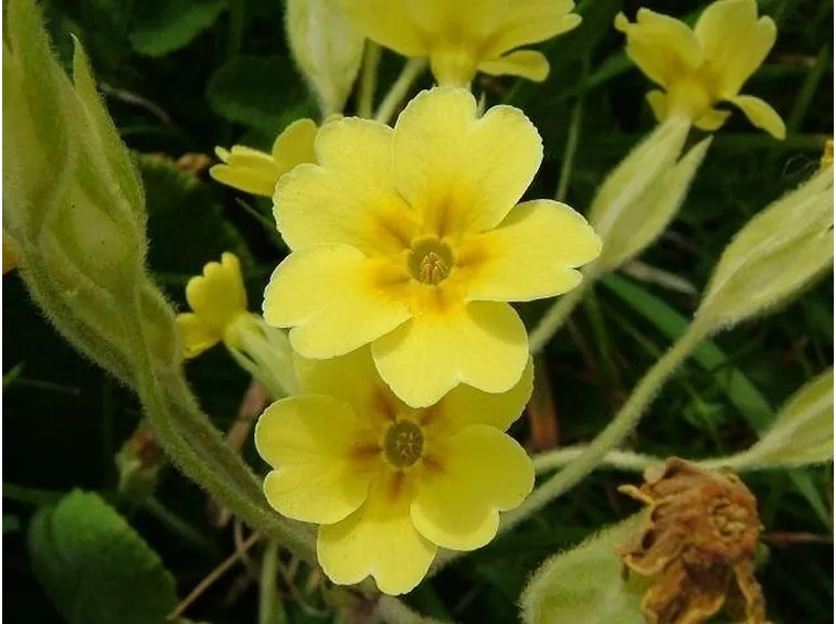 primula