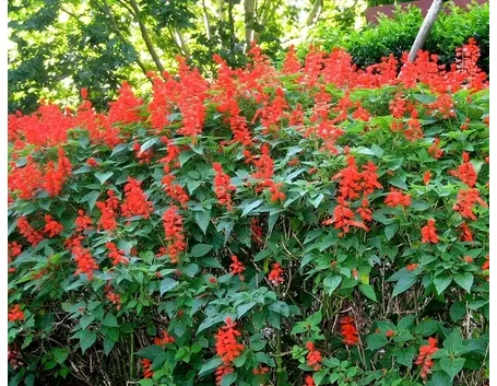 Varietà di salvia splendens