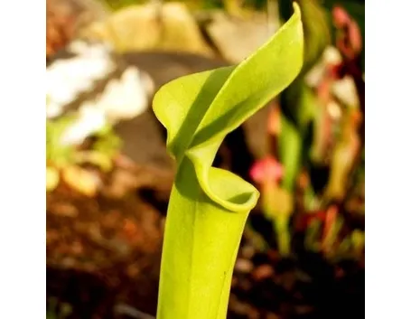 sarracena flava