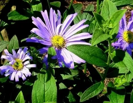 aster frikartii moench