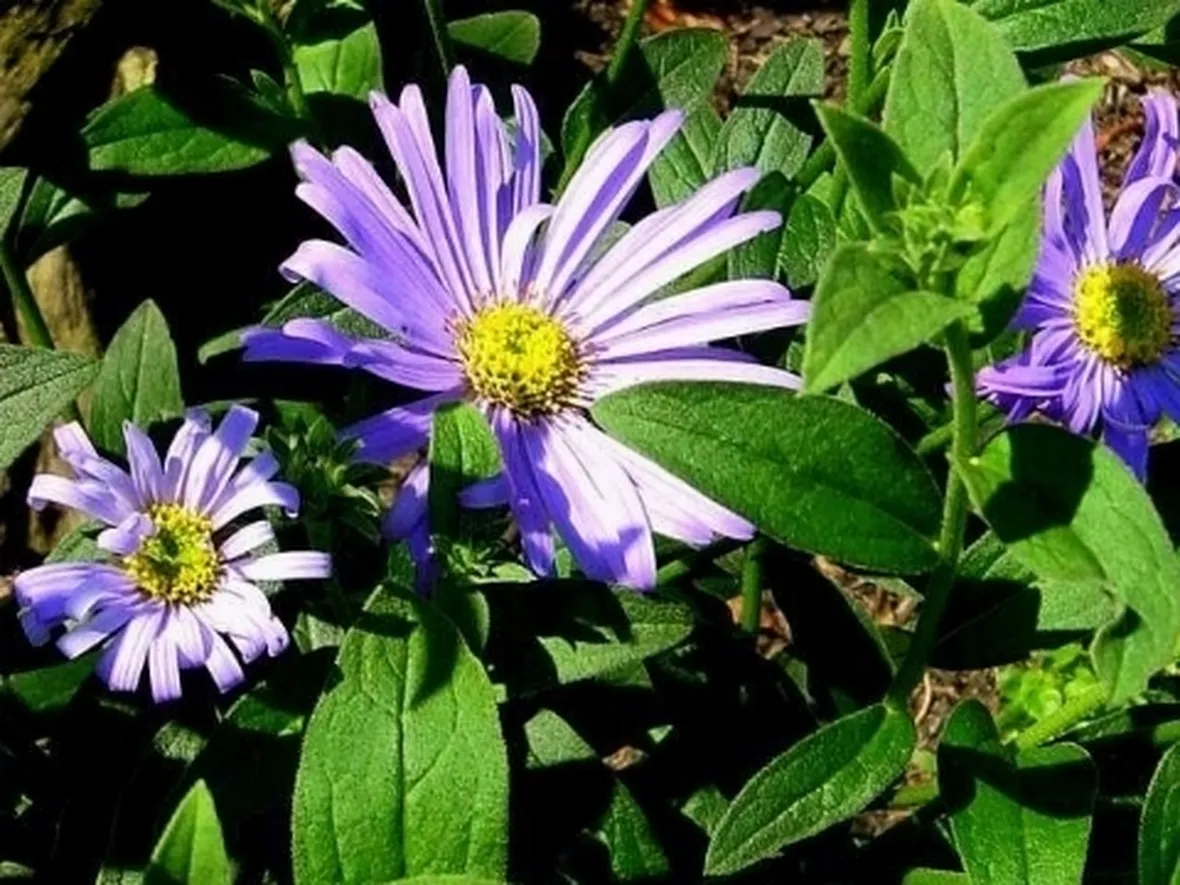 aster frikartii moench